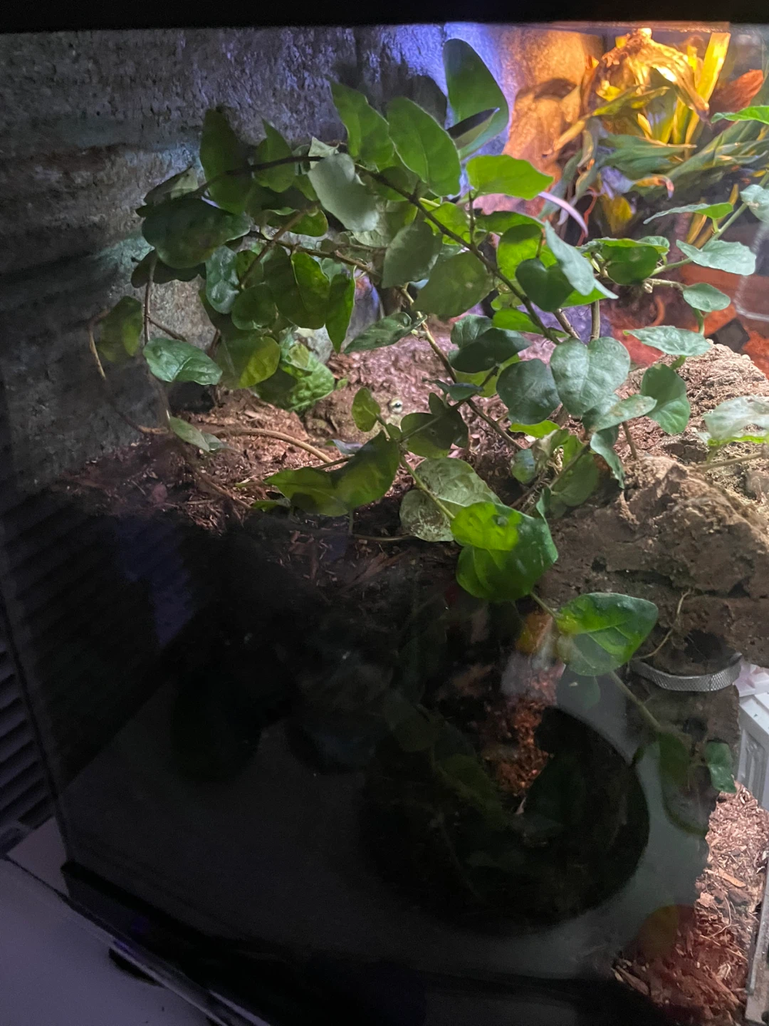 Reptile Terrarium - photo 4