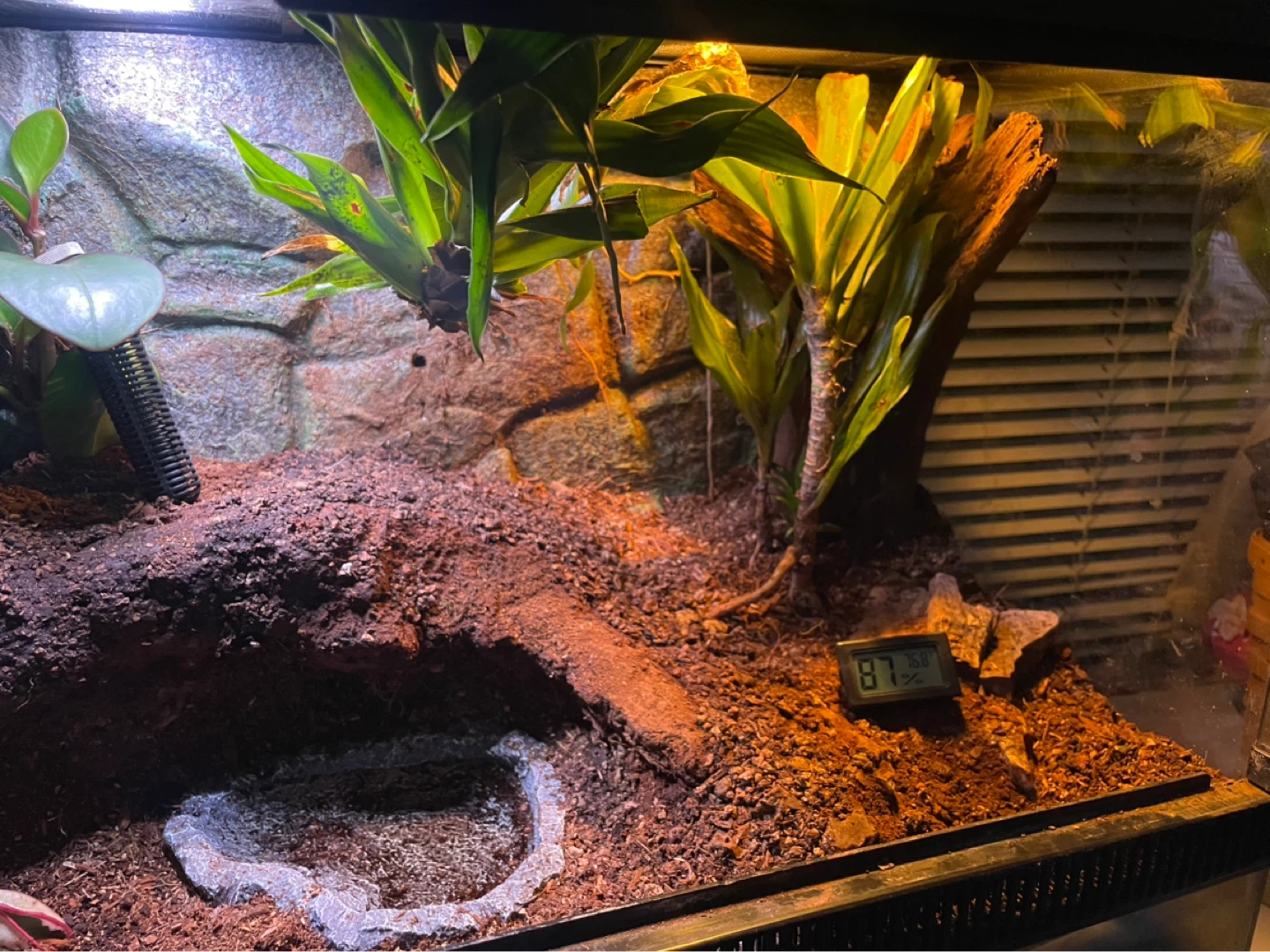 Reptile Terrarium - photo 3