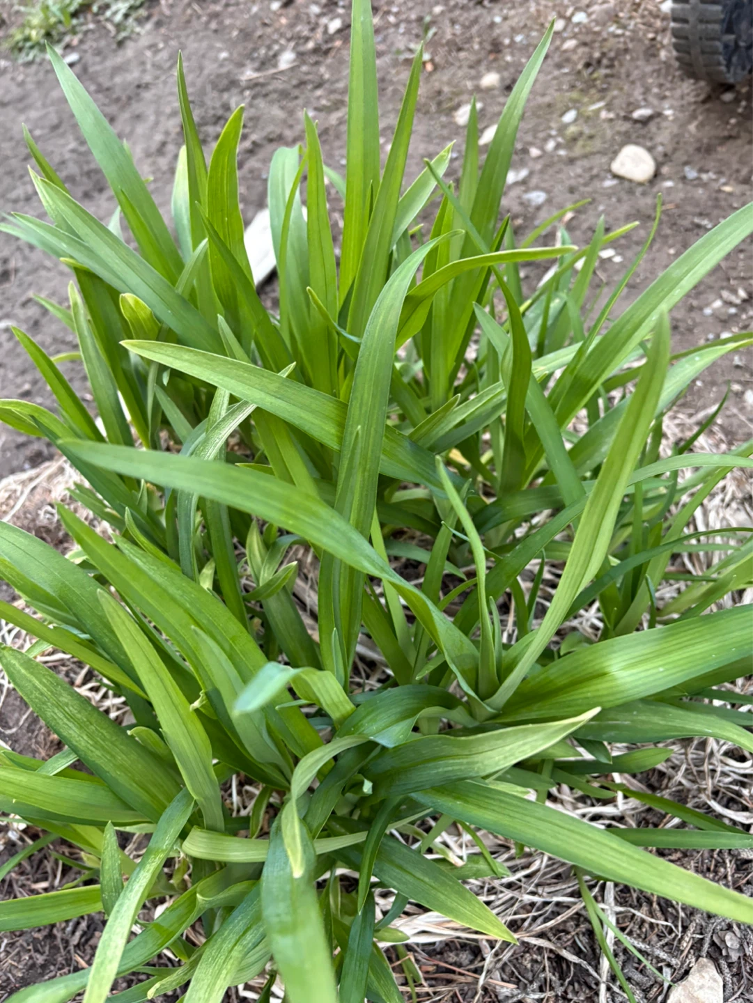 Healthy Daylily Plant