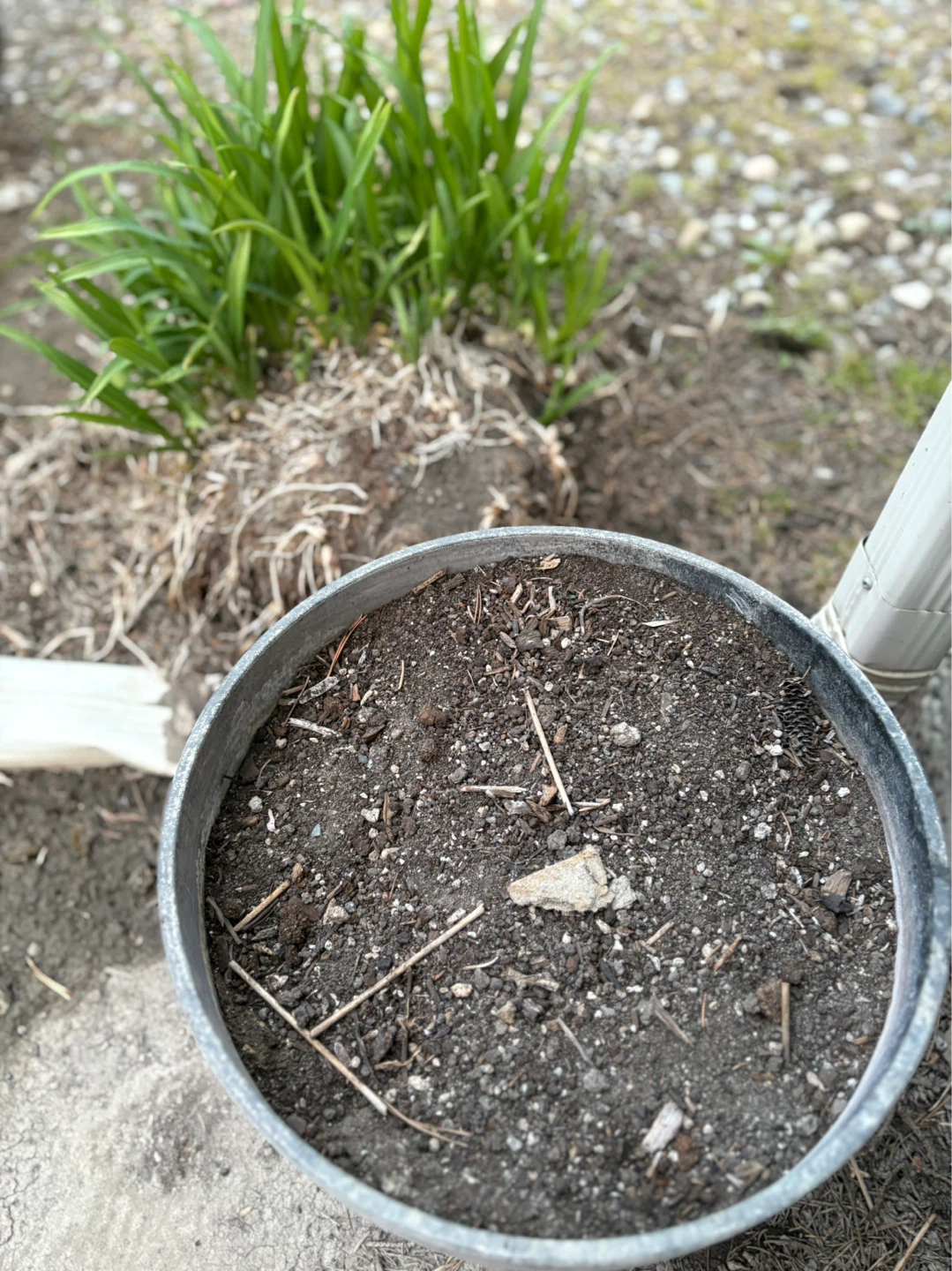 Healthy Daylily Plant - photo 3