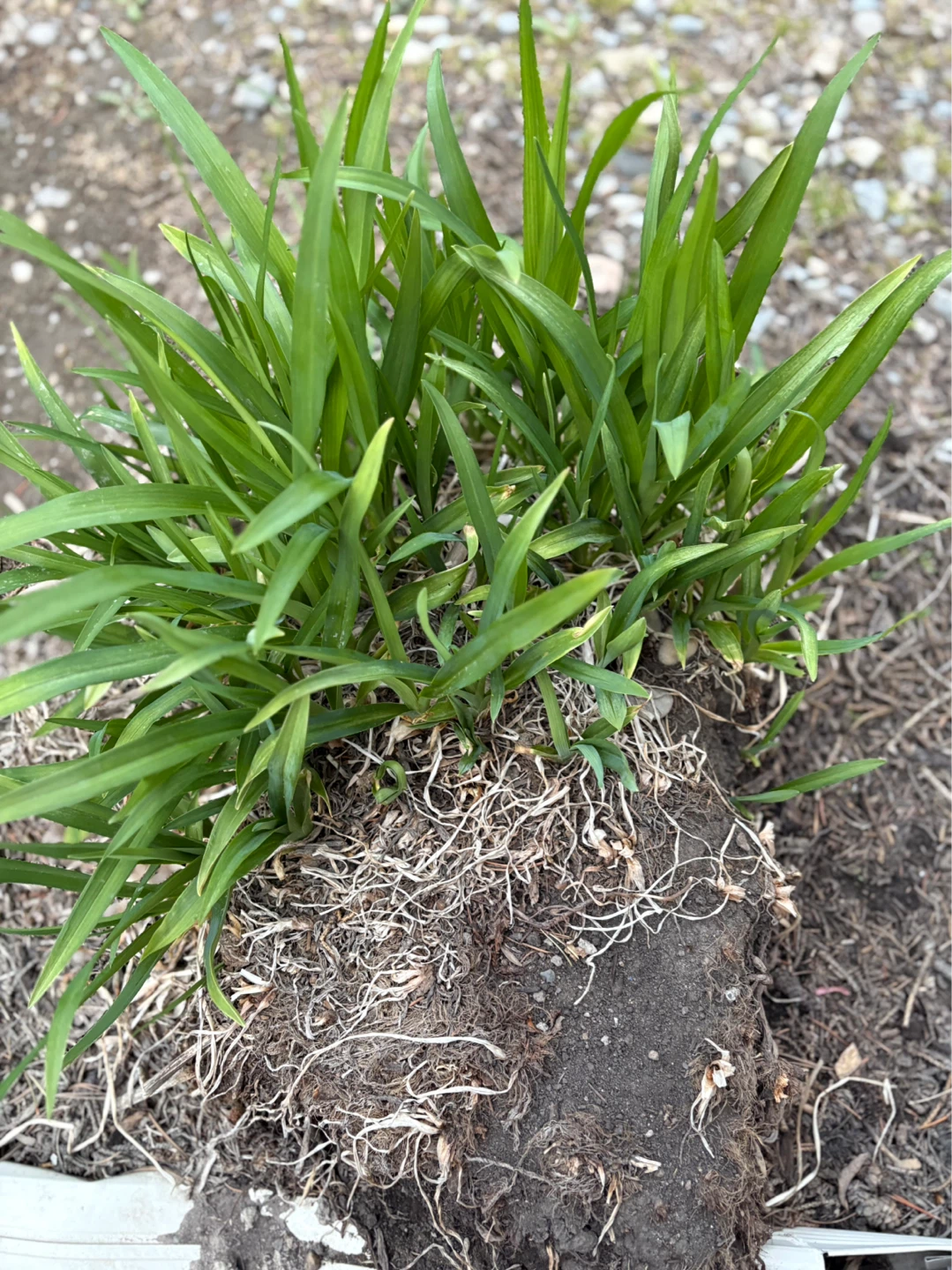 Healthy Daylily Plant - photo 2