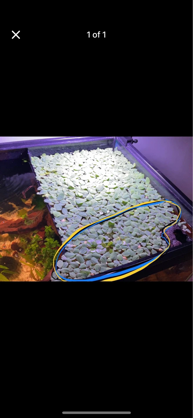 Floating Water Lettuce/Frogbit