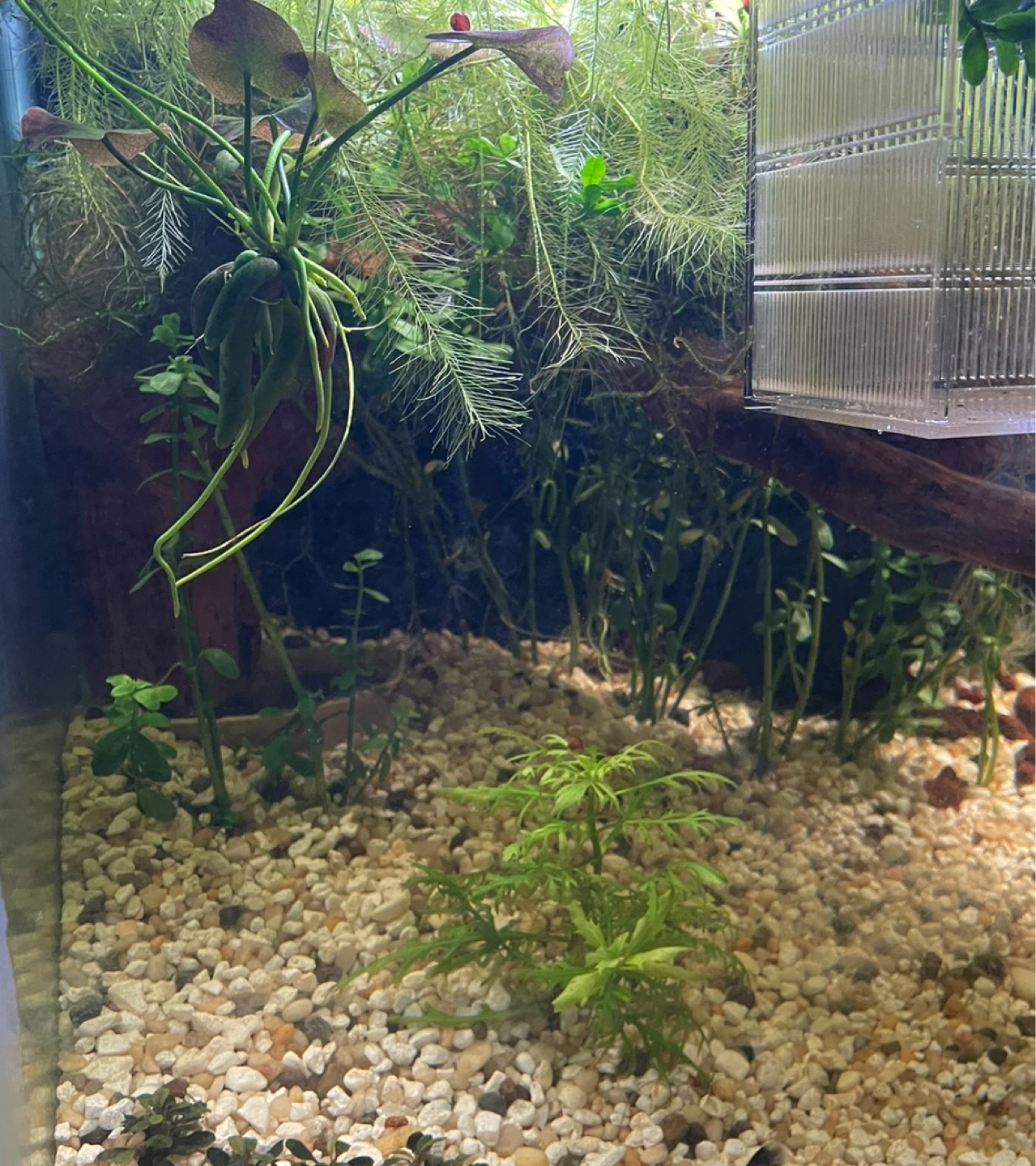 Live Aquarium Plants