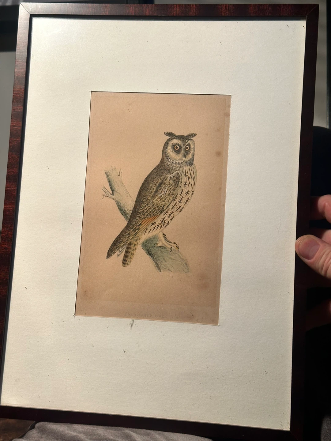 LONG EARED OWL British Birds colored engraving 1856, ornithology