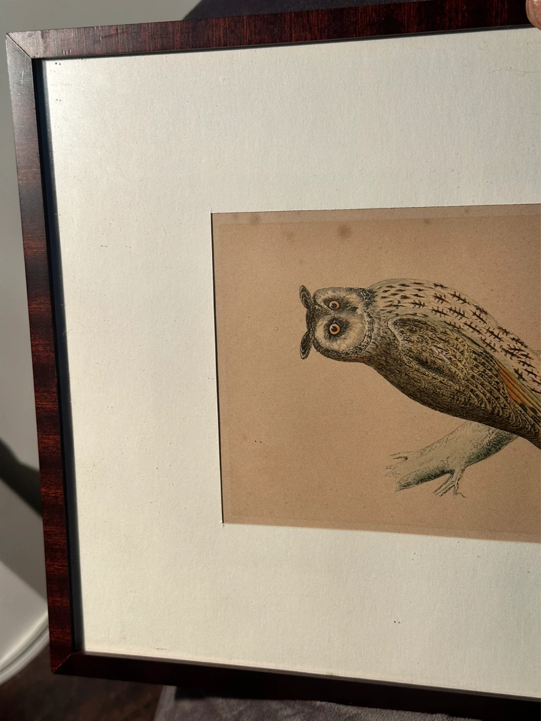 LONG EARED OWL British Birds colored engraving 1856, ornithology - photo 2