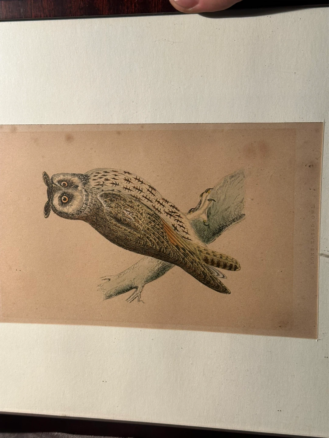 LONG EARED OWL British Birds colored engraving 1856, ornithology - photo 3