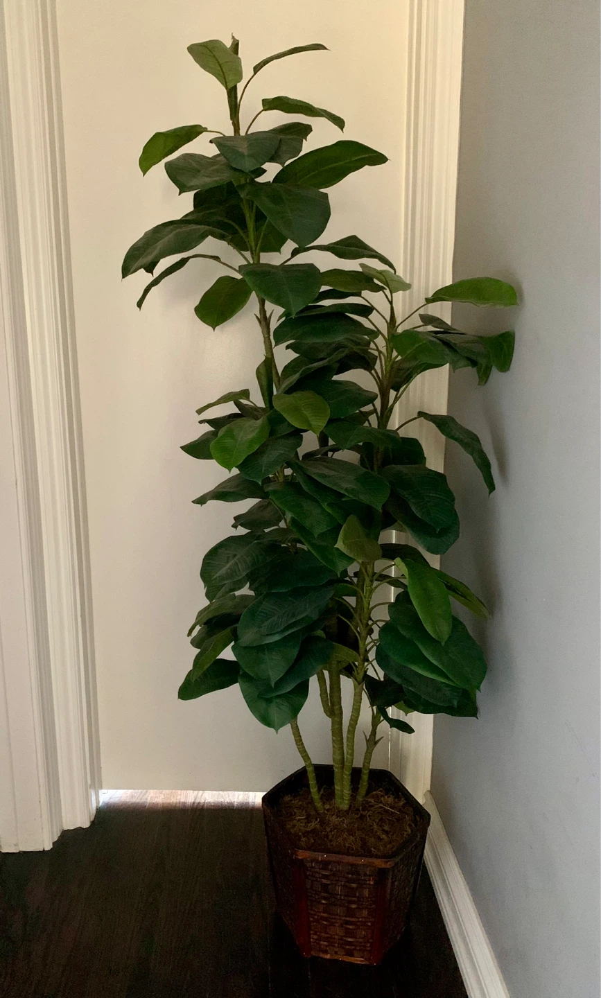 🪴 Large 5.5ft Artificial/Faux Rubber Tree in Woven Basket