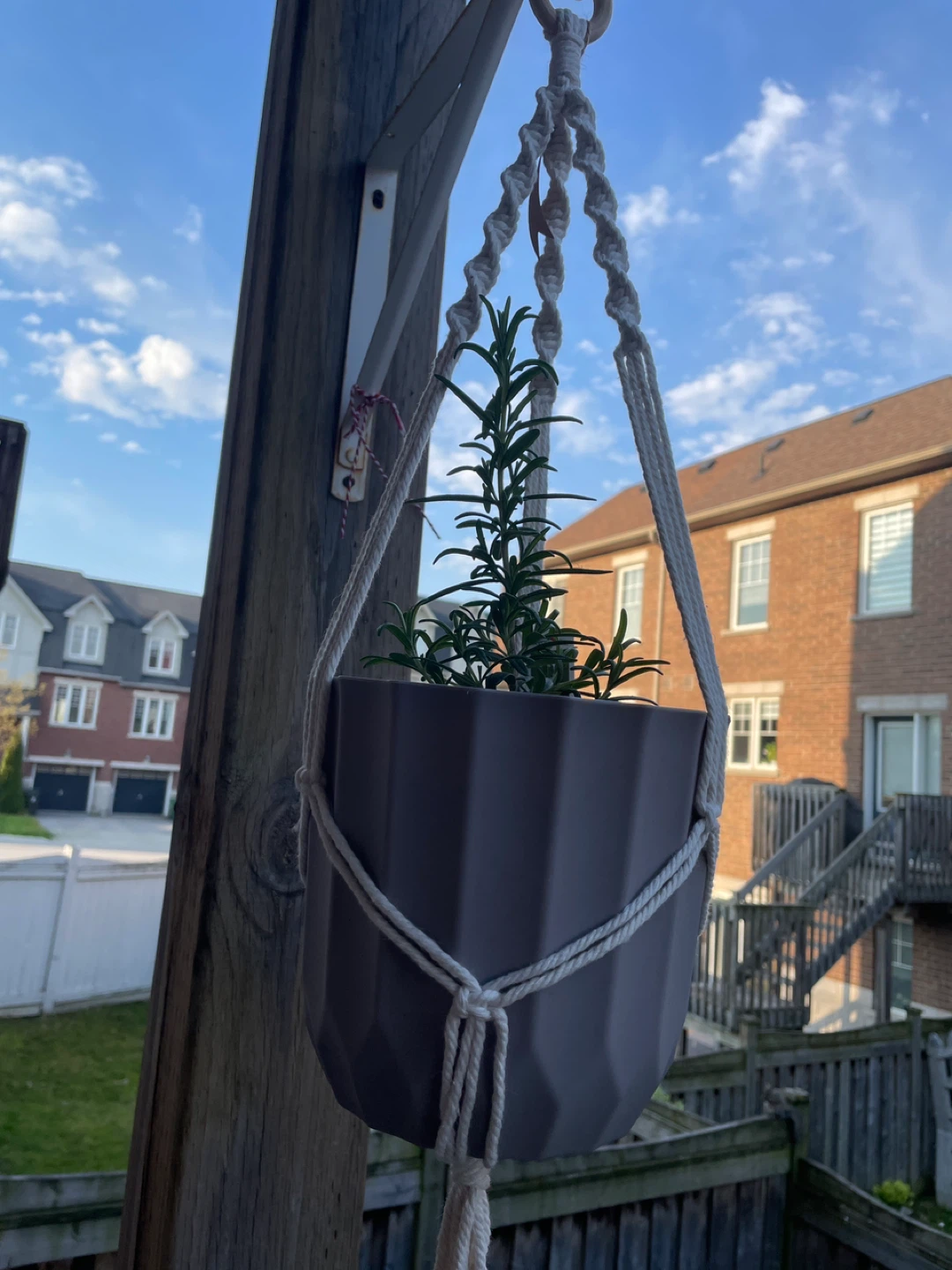 Rosemary Plant in Pot with macrame hanger