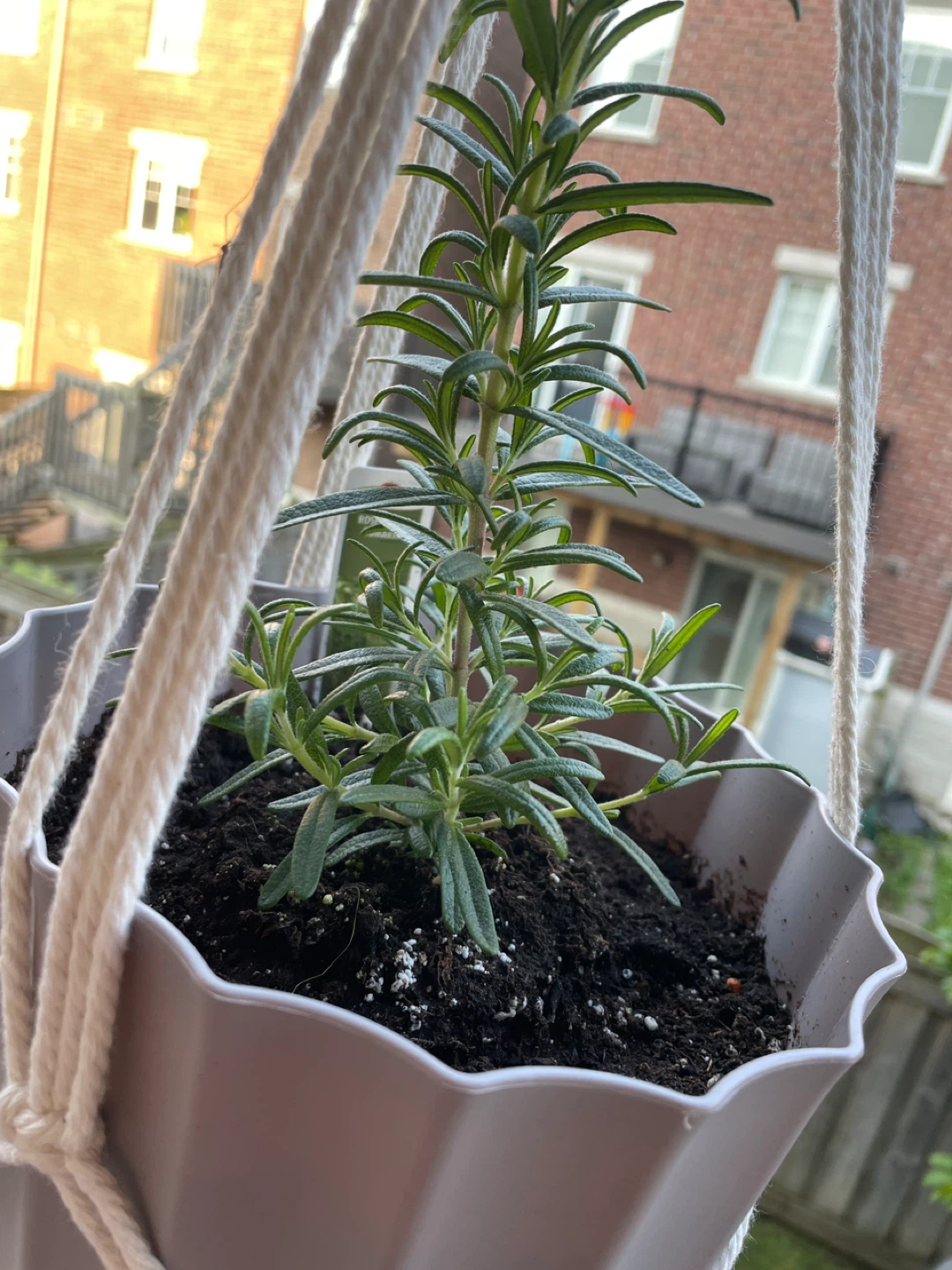 Rosemary Plant in Pot with macrame hanger - photo 2