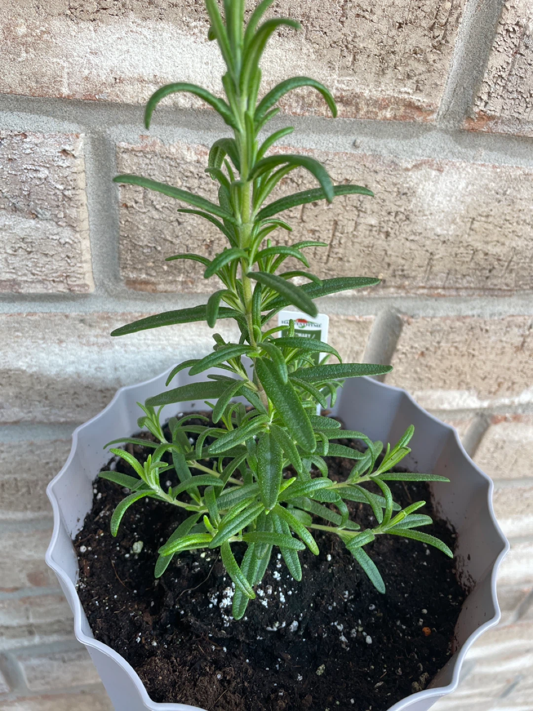 Rosemary Plant in Pot with macrame hanger - photo 4