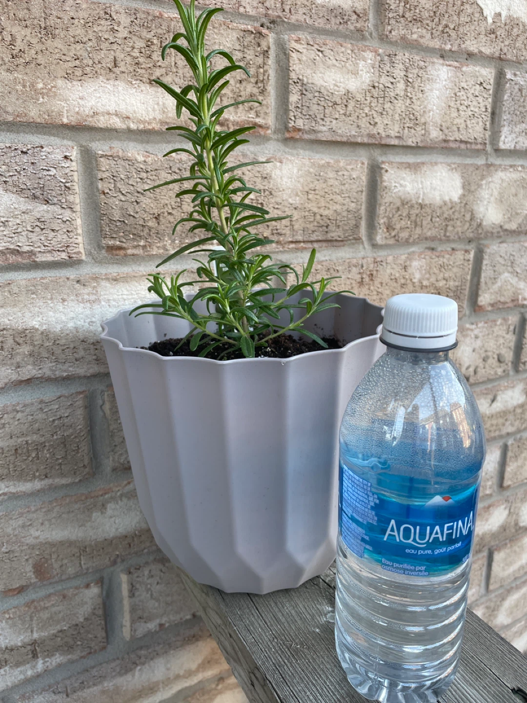 Rosemary Plant in Pot with macrame hanger - photo 3