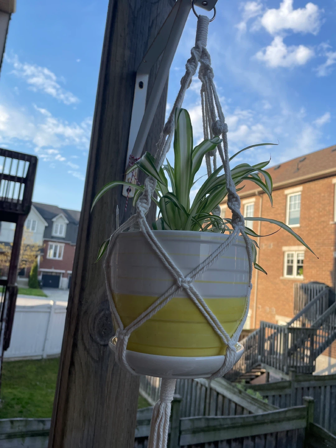 Spider Plant in ceramic Pot with Macrame Hanger