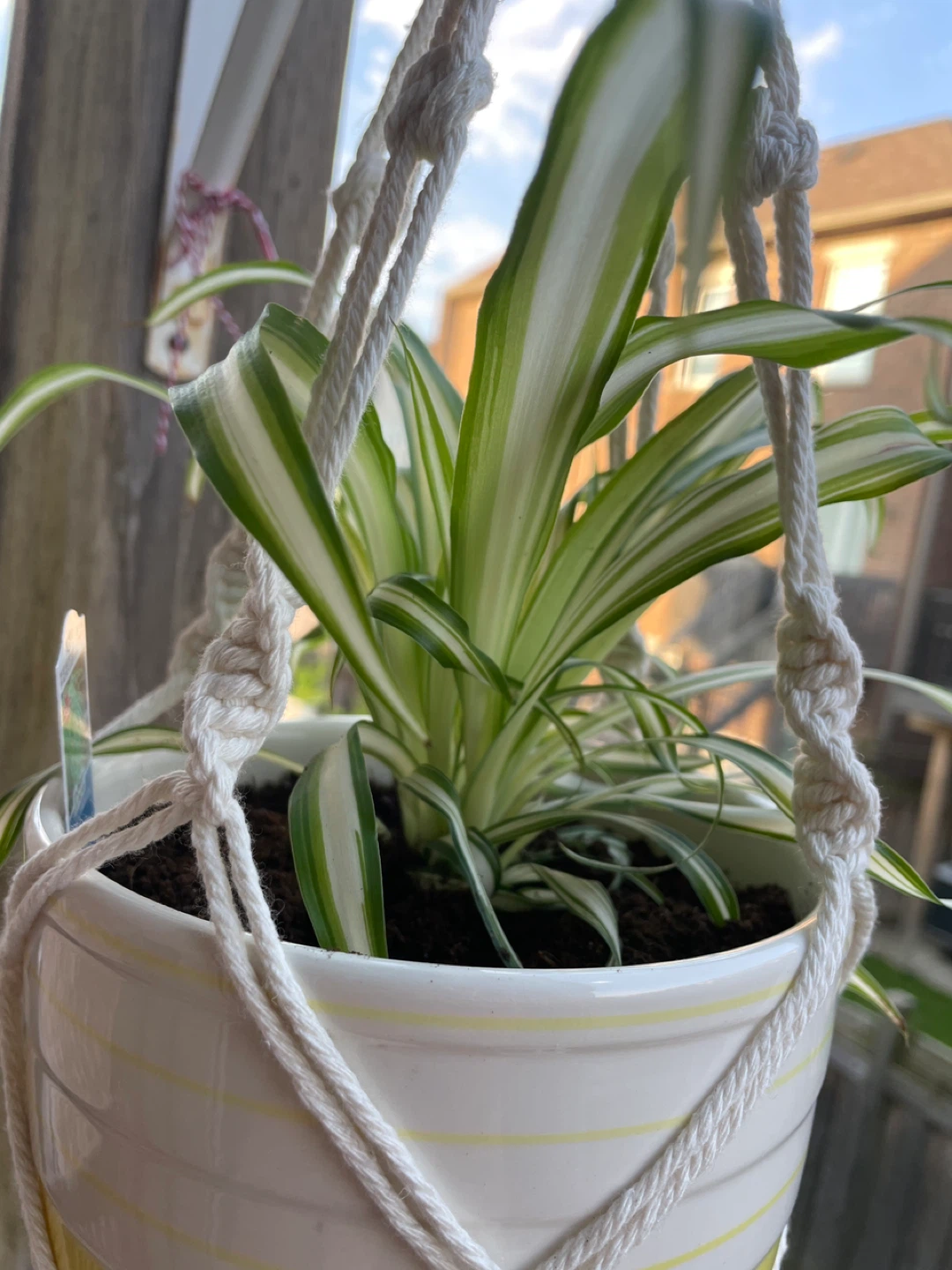 Spider Plant in ceramic Pot with Macrame Hanger - photo 2