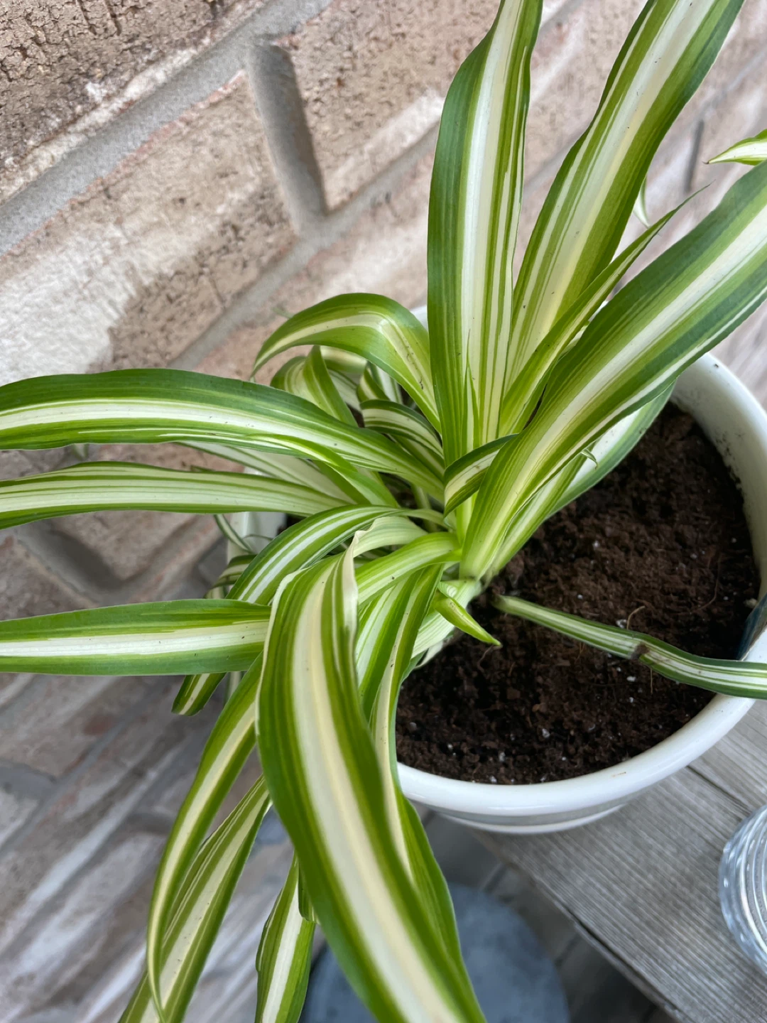 Spider Plant in ceramic Pot with Macrame Hanger - photo 4