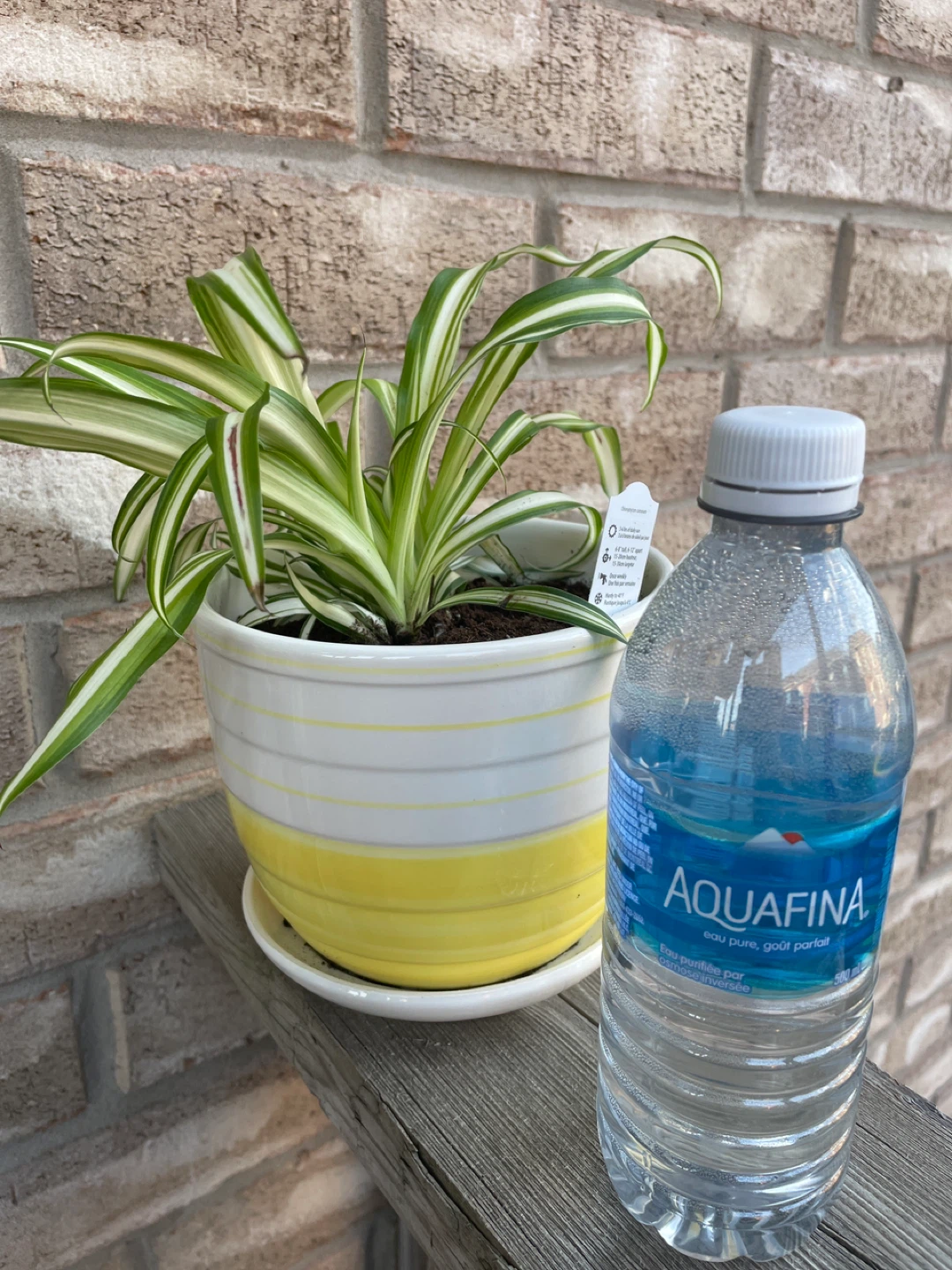 Spider Plant in ceramic Pot with Macrame Hanger - photo 3