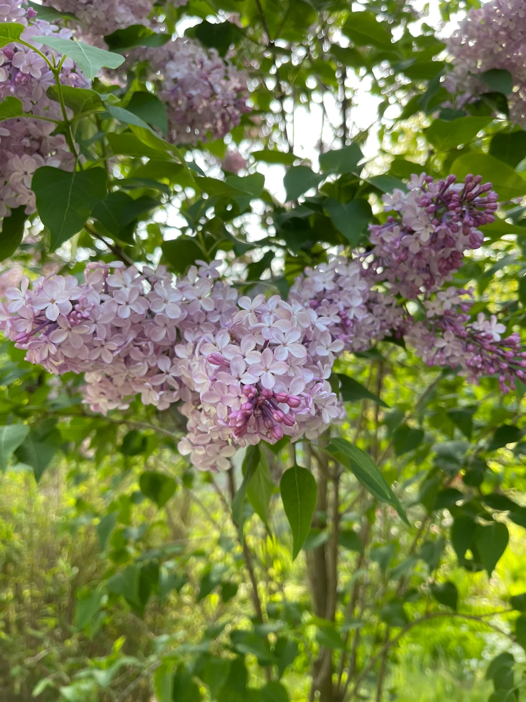 Purple Lilac Bush cutting for sale - photo 4