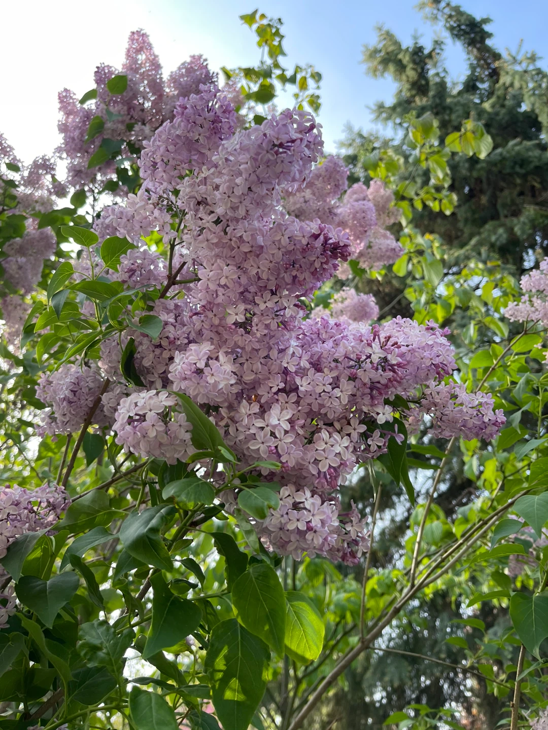 Purple Lilac Bush cutting for sale - photo 2