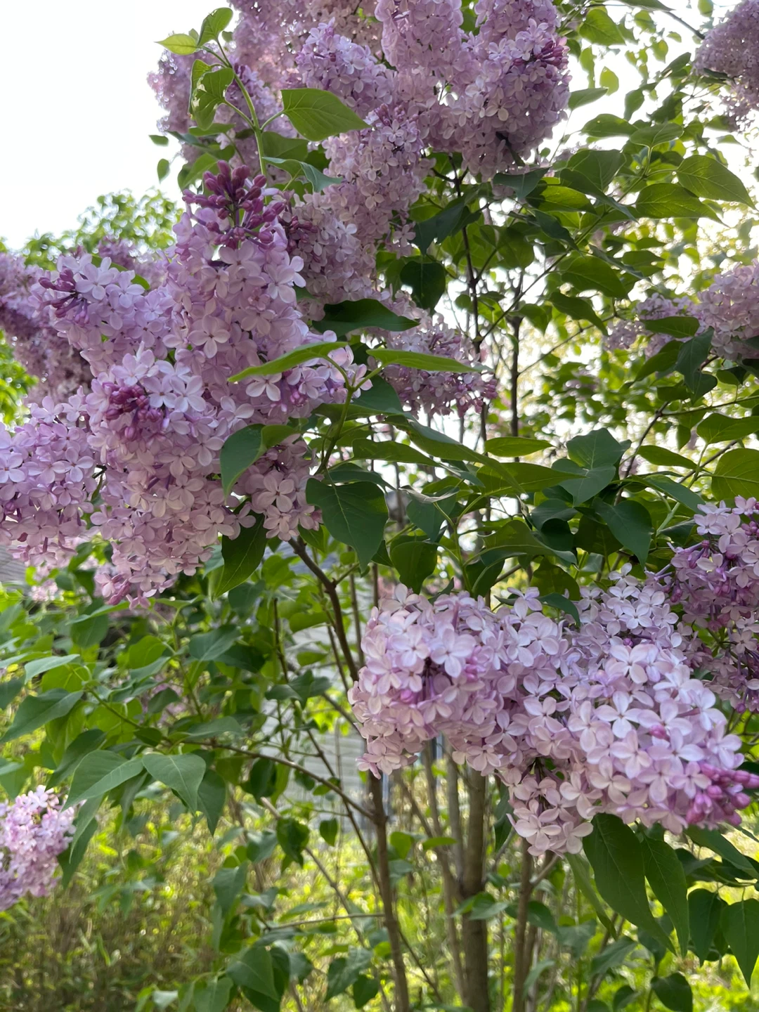 Purple Lilac Bush cutting for sale