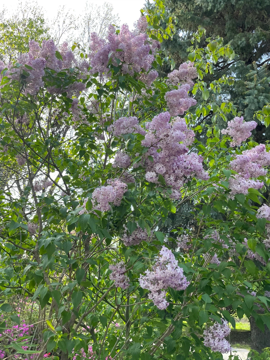 Purple Lilac Bush cutting for sale - photo 3