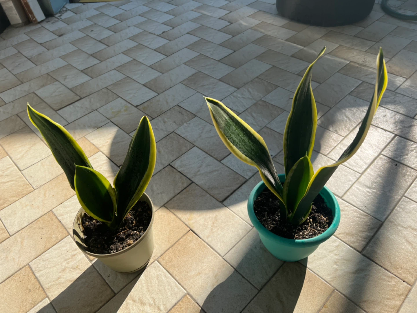 Two Snake Plants in Pots