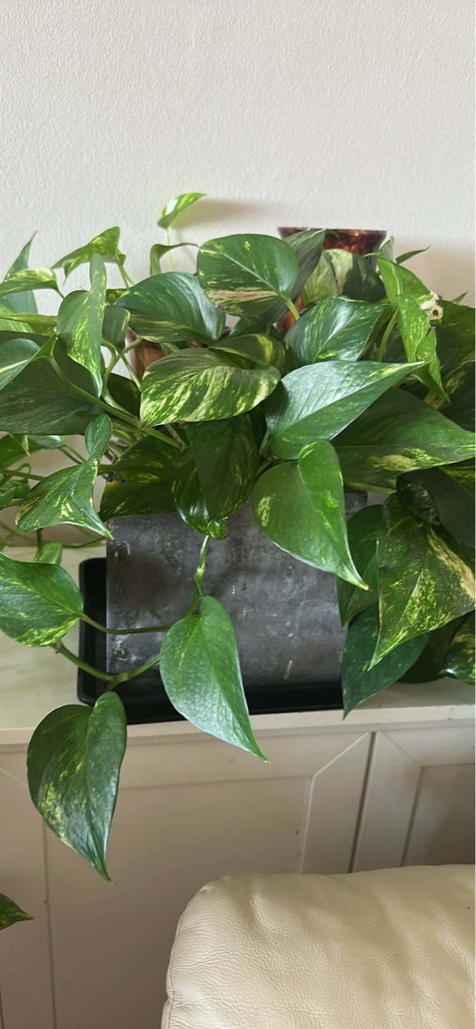 Golden Pothos Plant in Pot