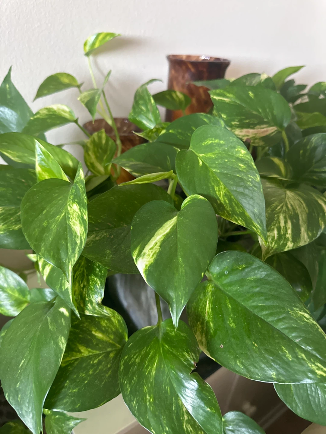 Golden Pothos Plant in Pot - photo 2