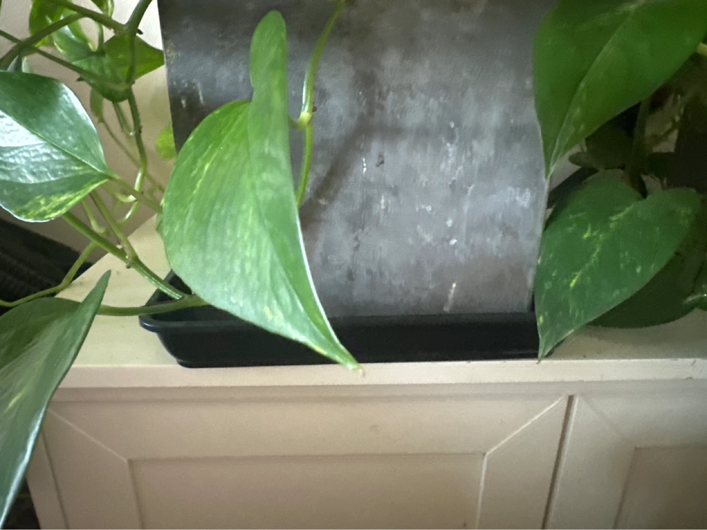 Golden Pothos Plant in Pot - photo 3