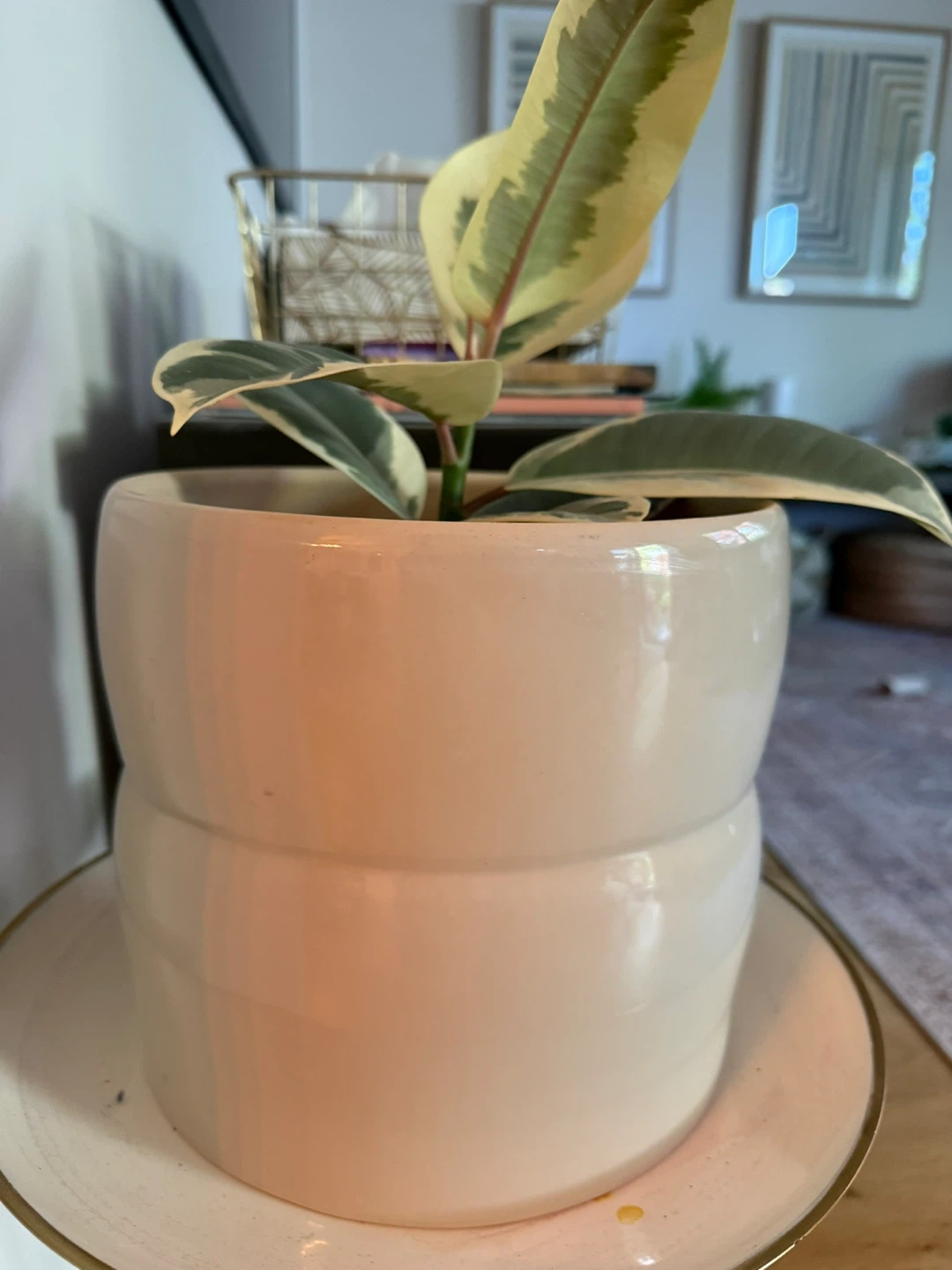 Variegated Rubber Plant in Ceramic Pot
