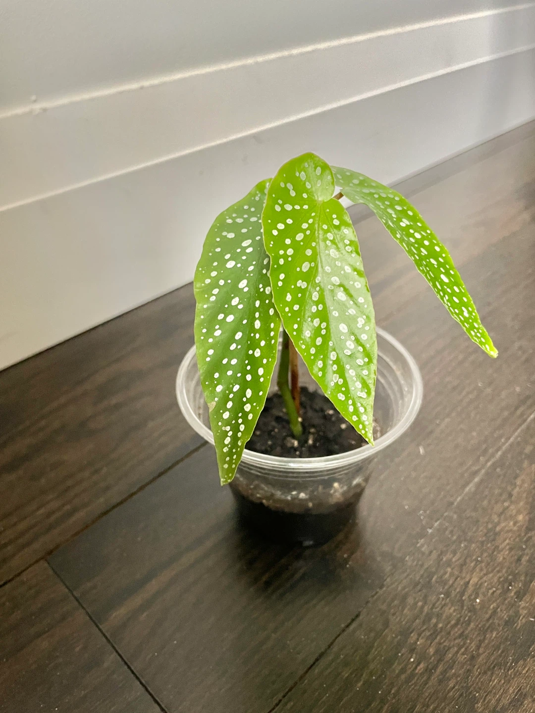 Begonia Tamaya Plant