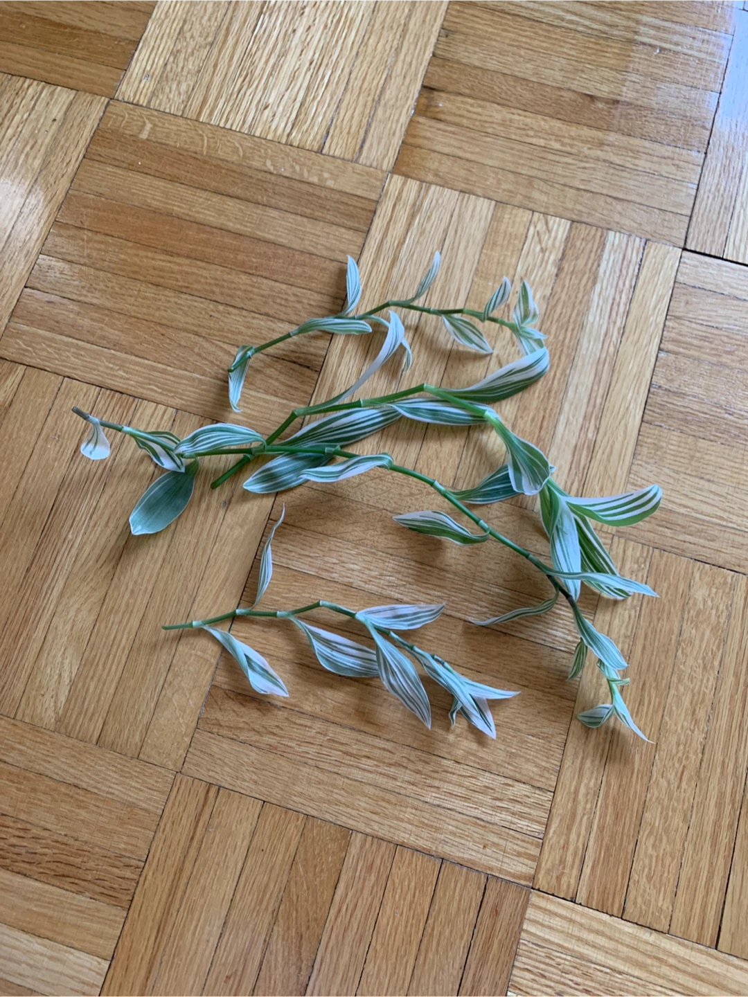 Variegated Inch Plant Cuttings