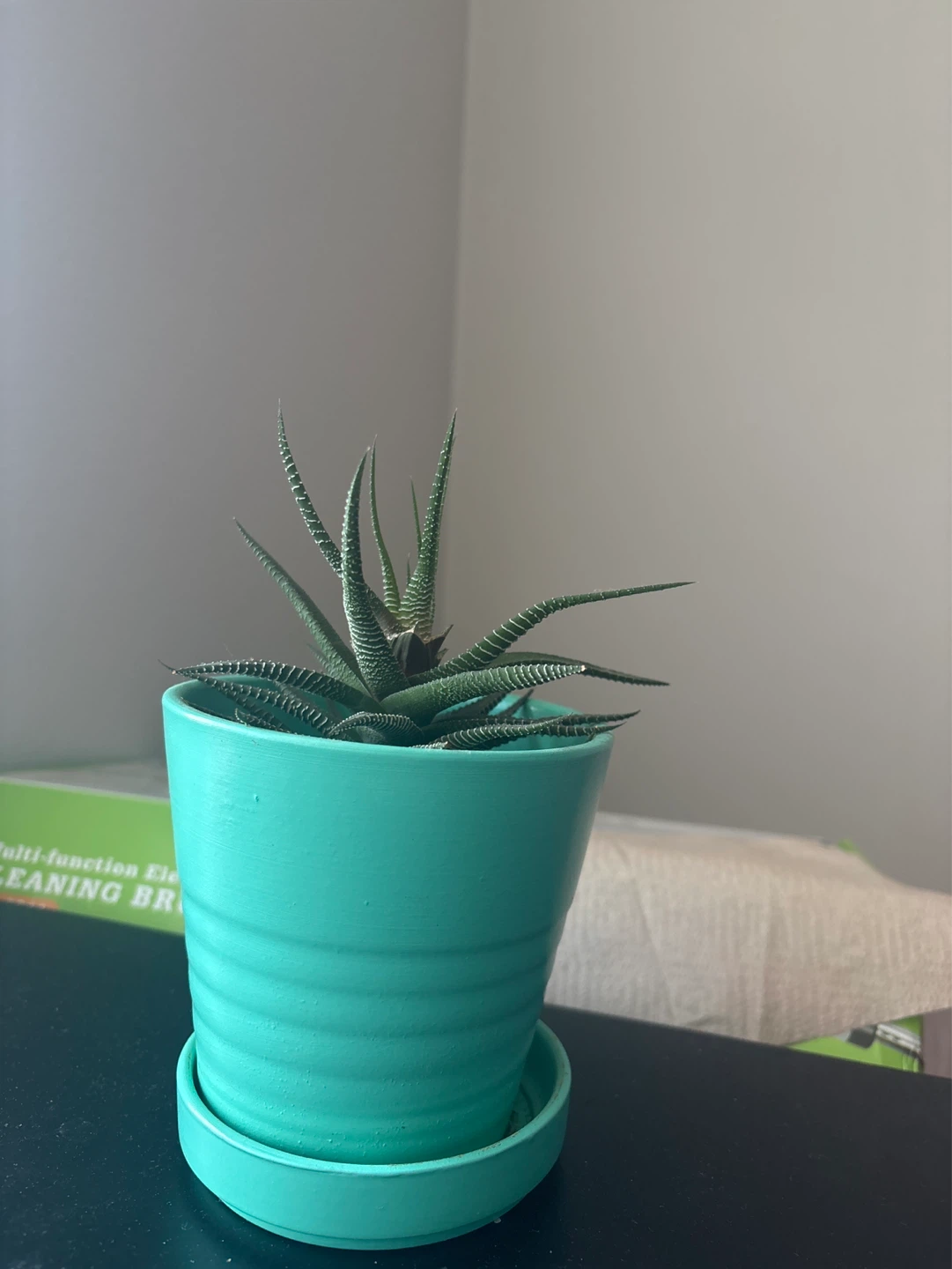 Succulent Plant in a Pot
