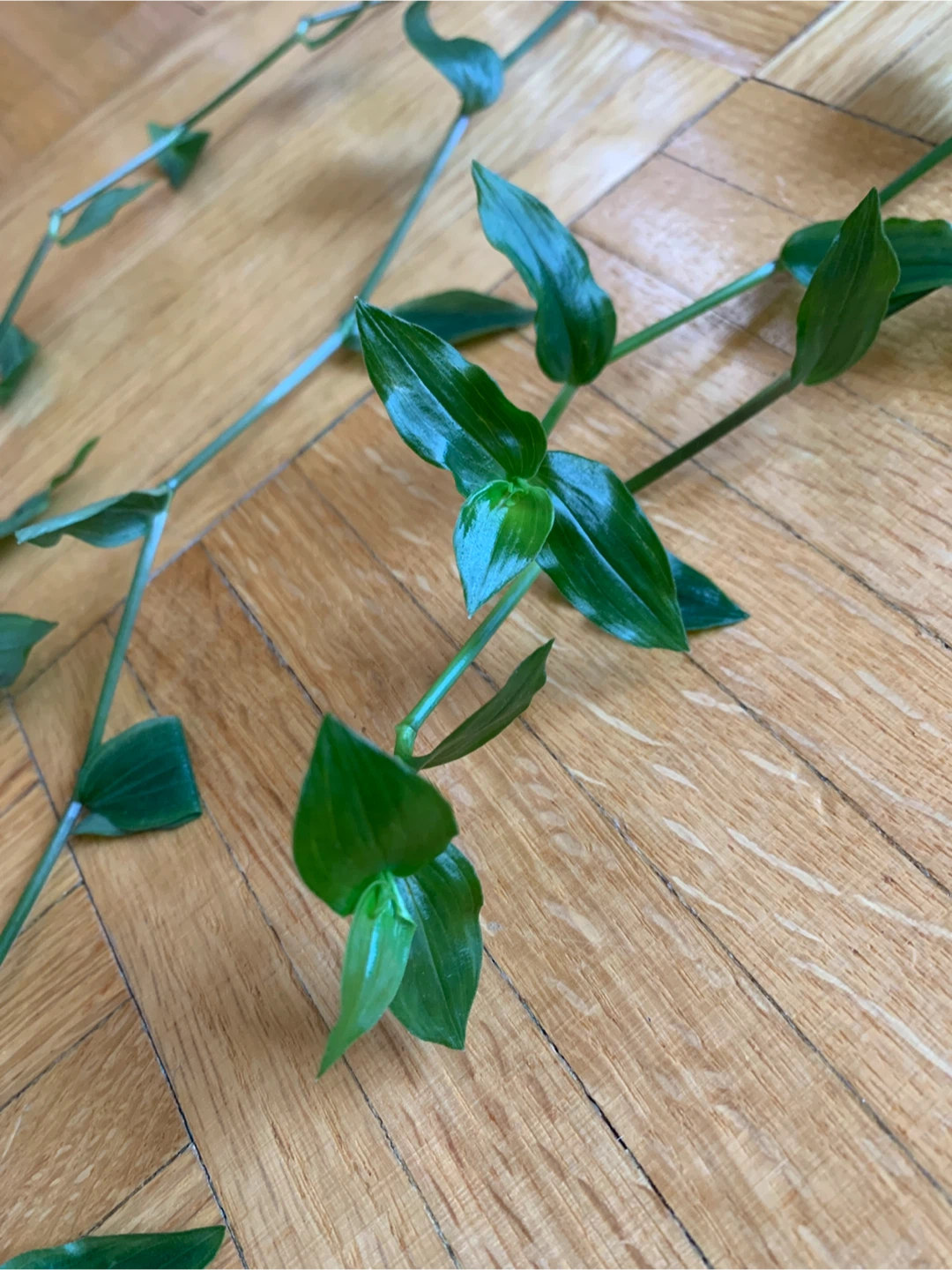 Small Leaf Inch Plant Cuttings - photo 3