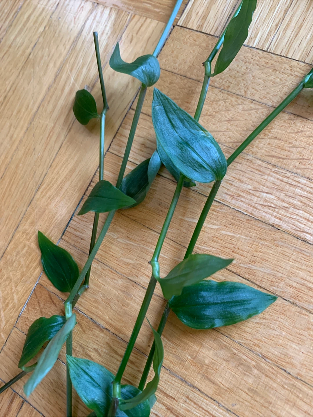 Small Leaf Inch Plant Cuttings - photo 4