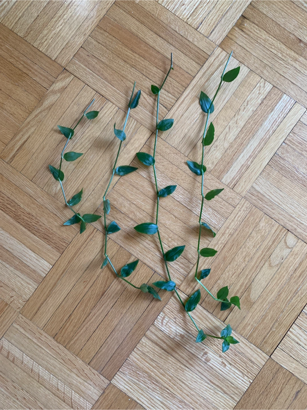 Small Leaf Inch Plant Cuttings - photo 2