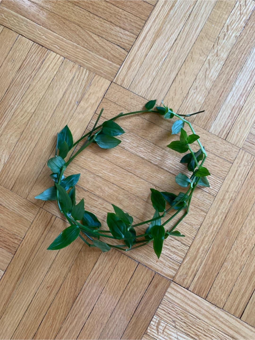 Small Leaf Inch Plant Cuttings