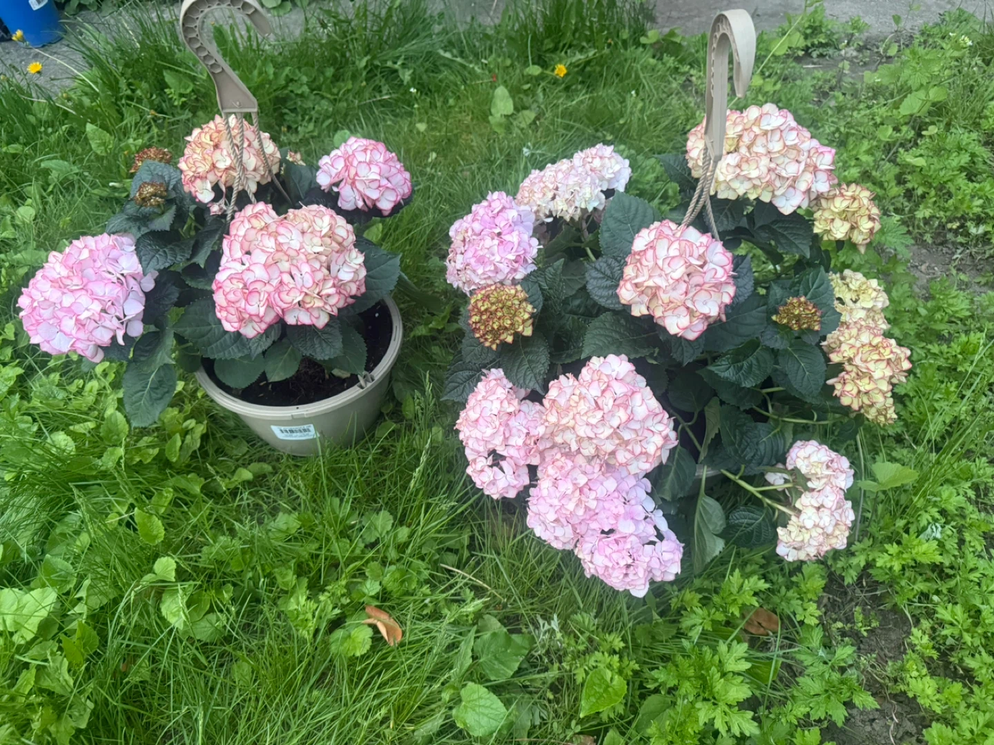 Potted Hydrangeas