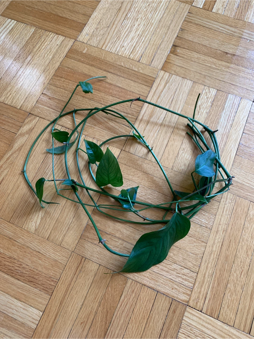 Monstera Plant Cuttings