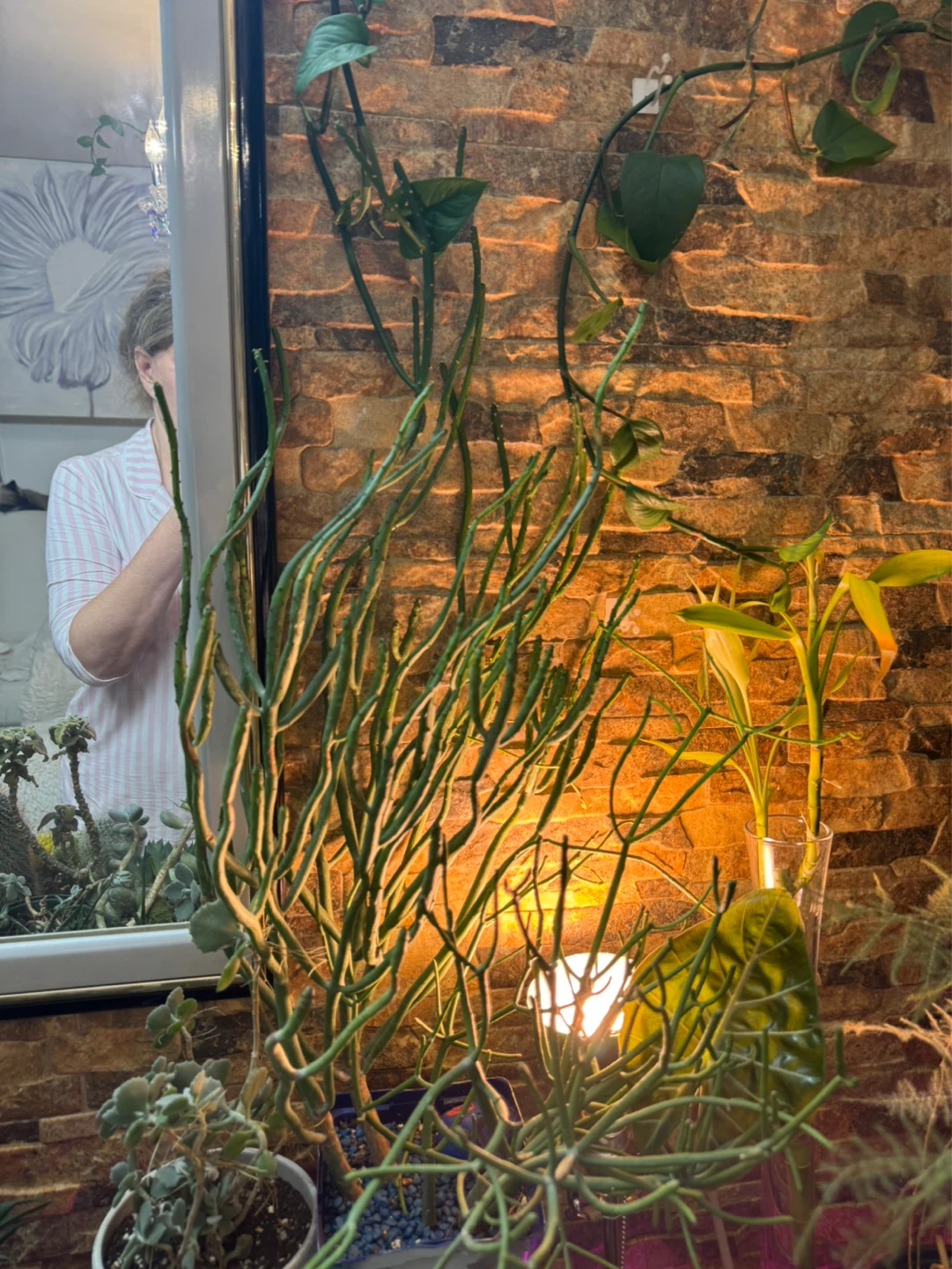 Pencil Cactus Plant - photo 2