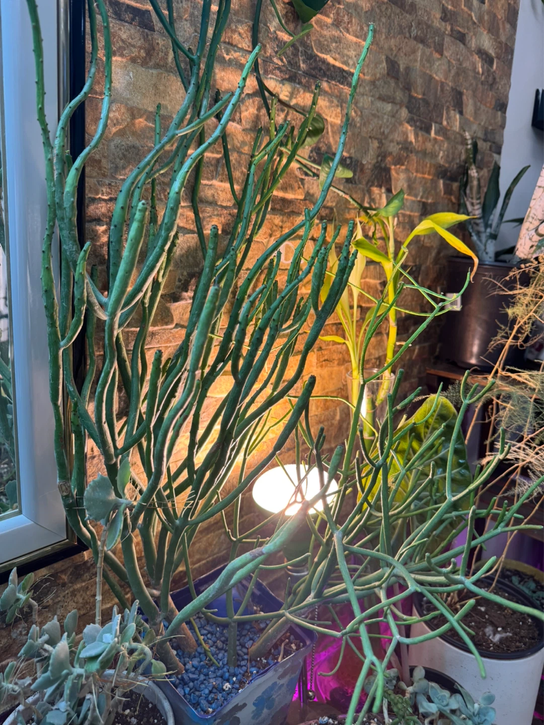 Pencil Cactus Plant