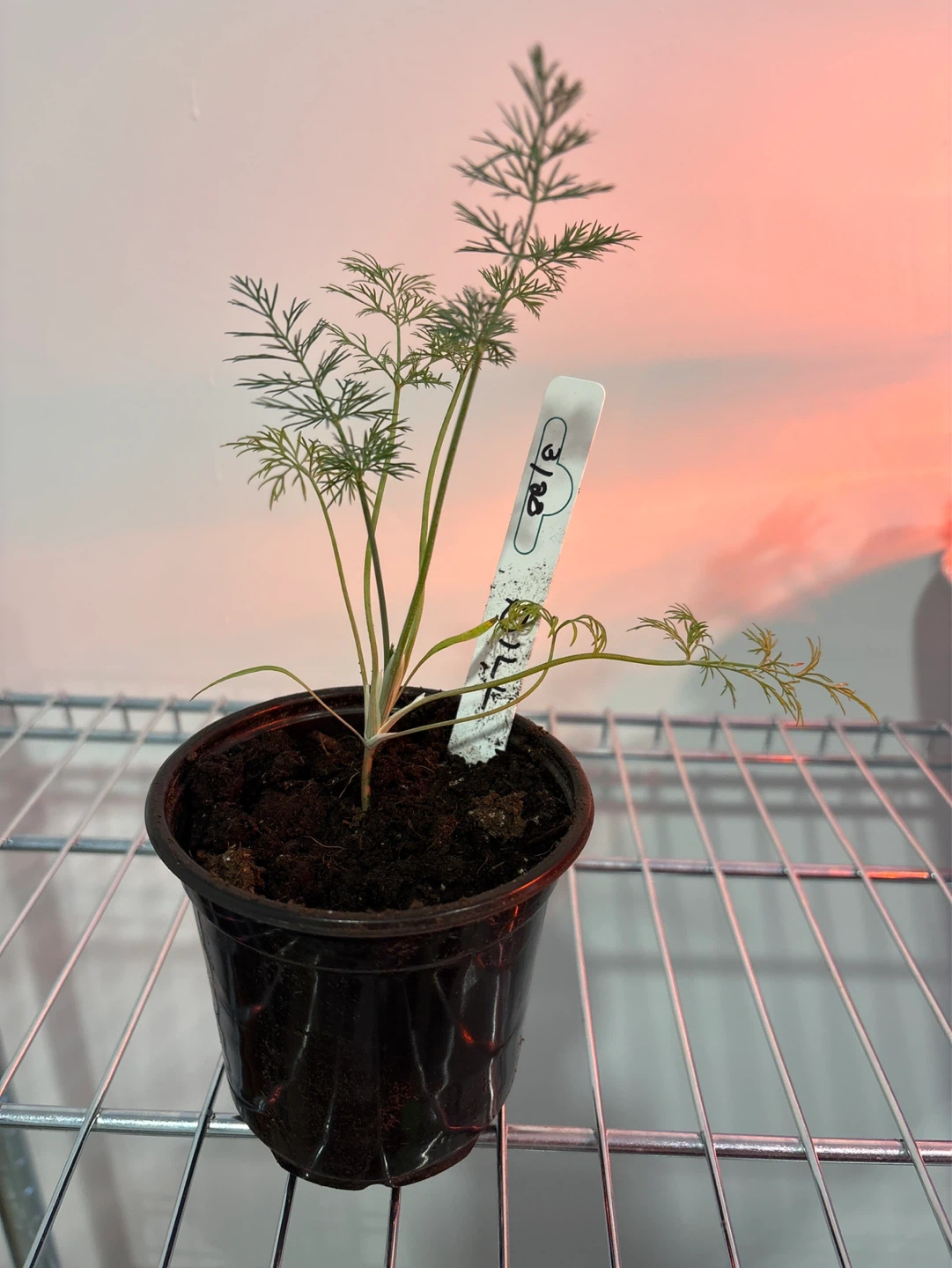 Young Dill Seedlings