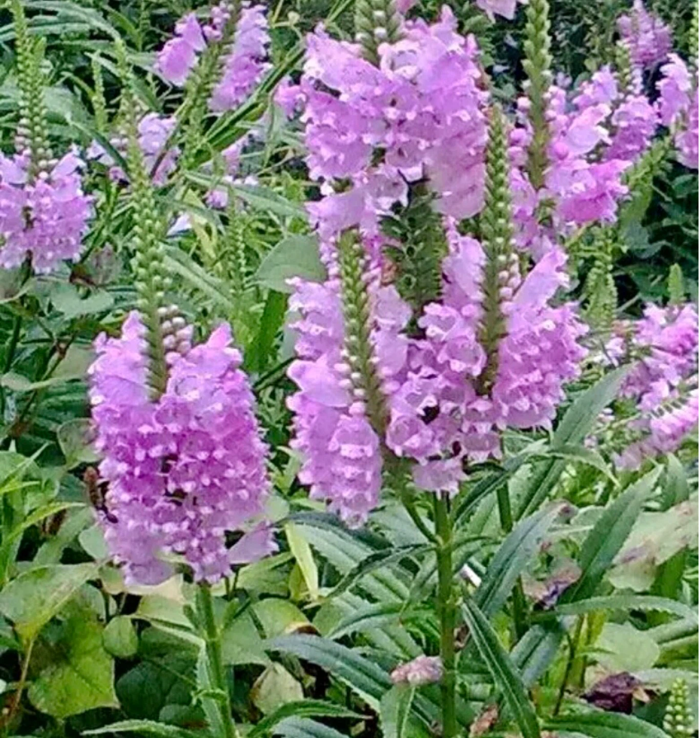 Pink Obidience, Perennial flower plants
