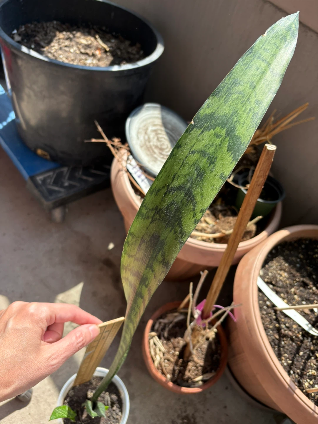 Snake Plant Starter Plant - photo 2