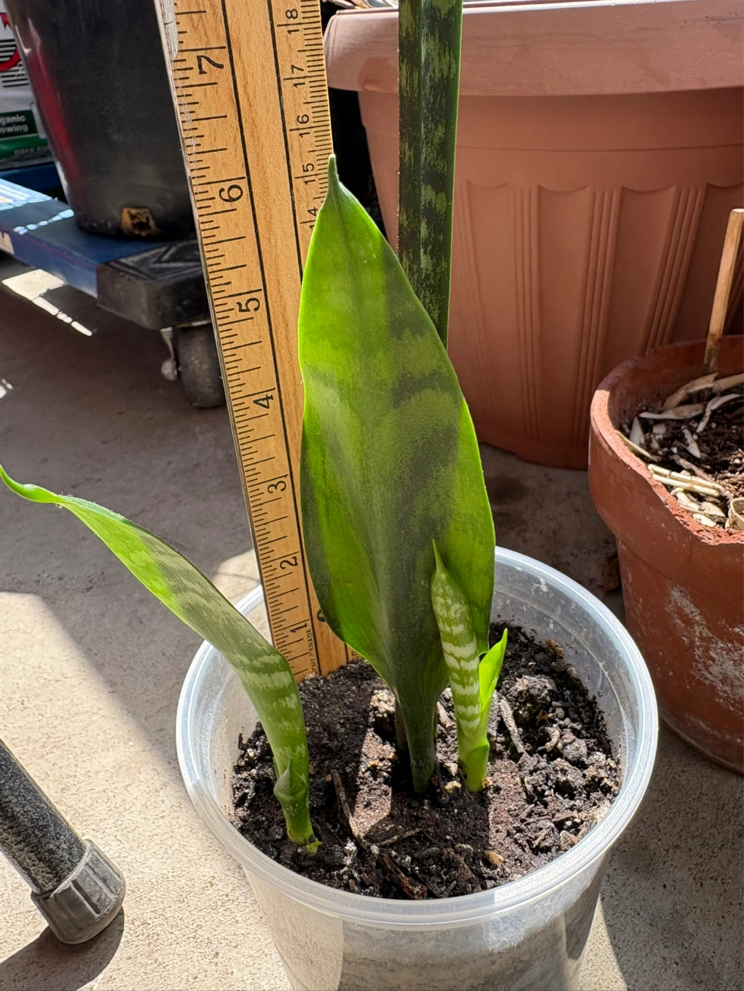 Snake Plant Starter Plant