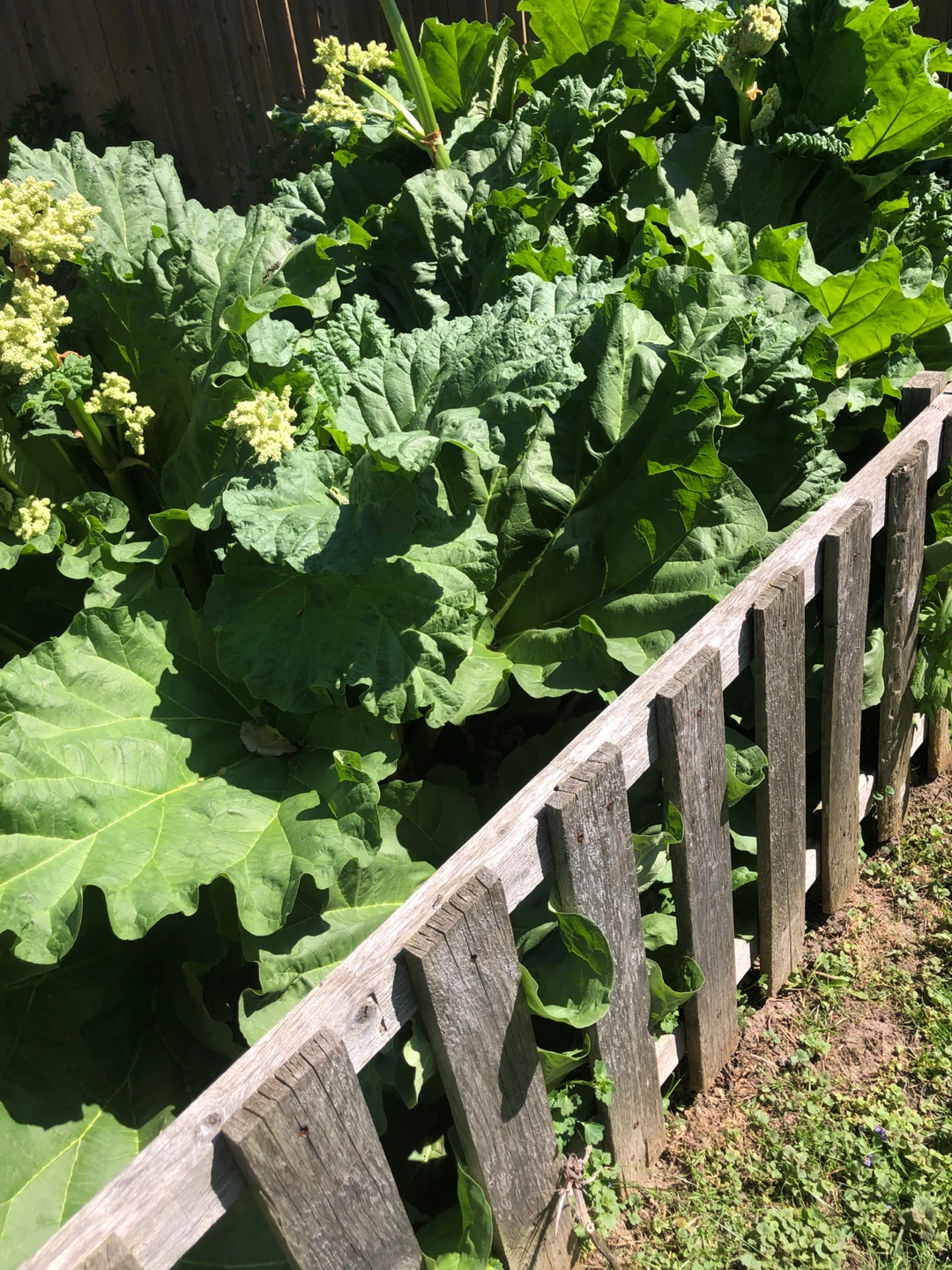 Rhubarb