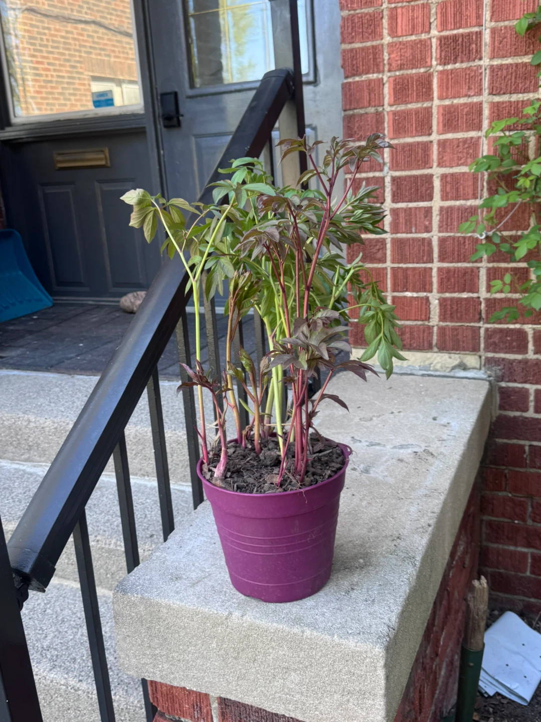 Potted Plant