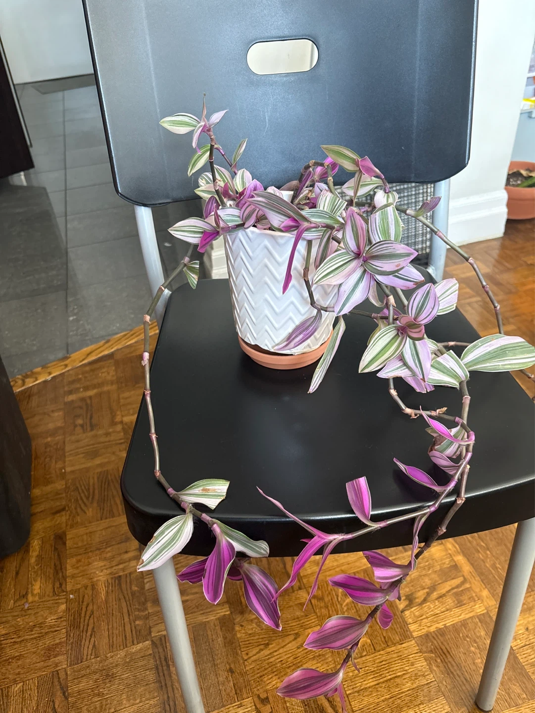 Tradescantia Zebrina Plant in White Pot