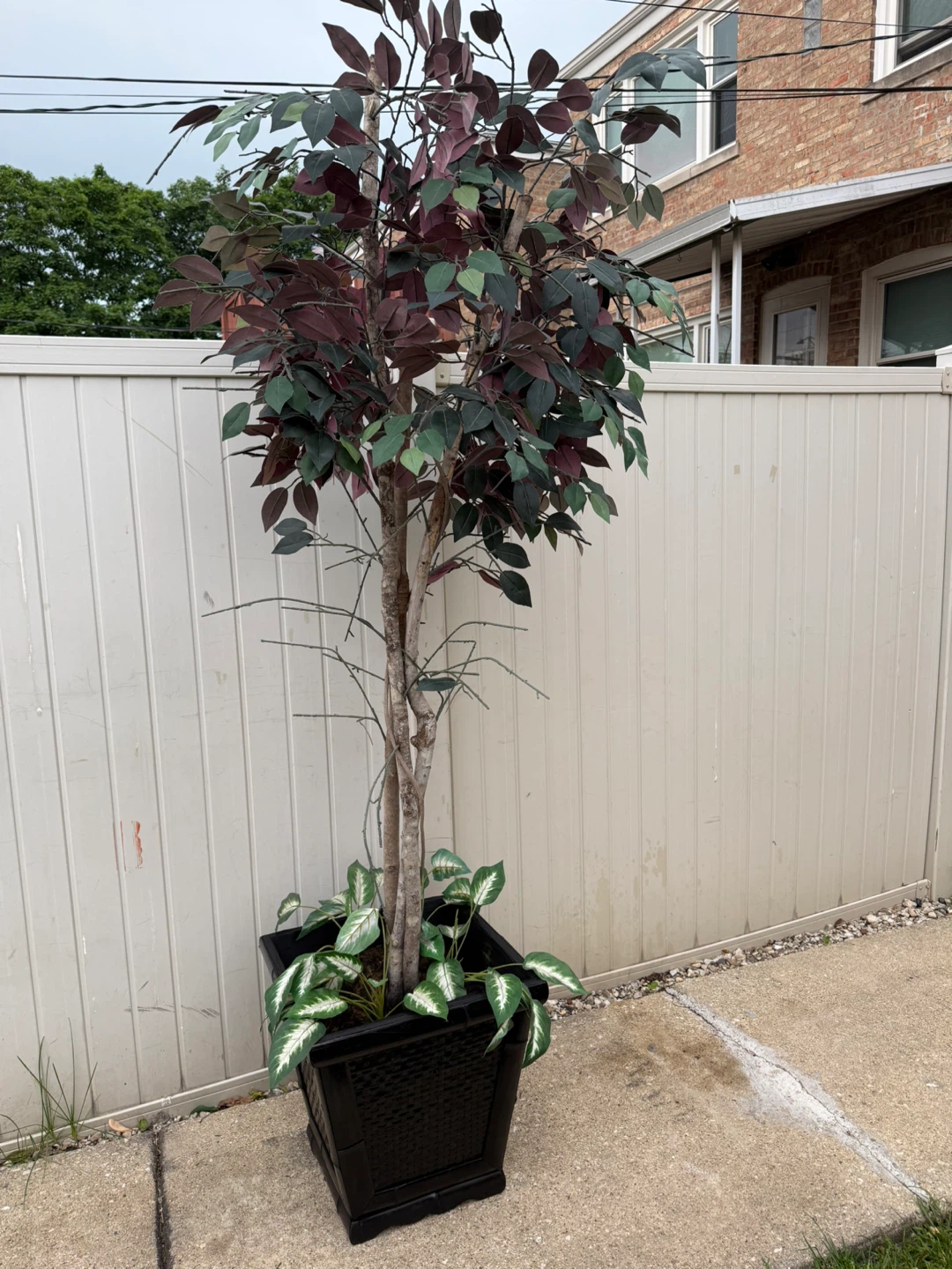 Artificial Ficus Tree in Black Planter