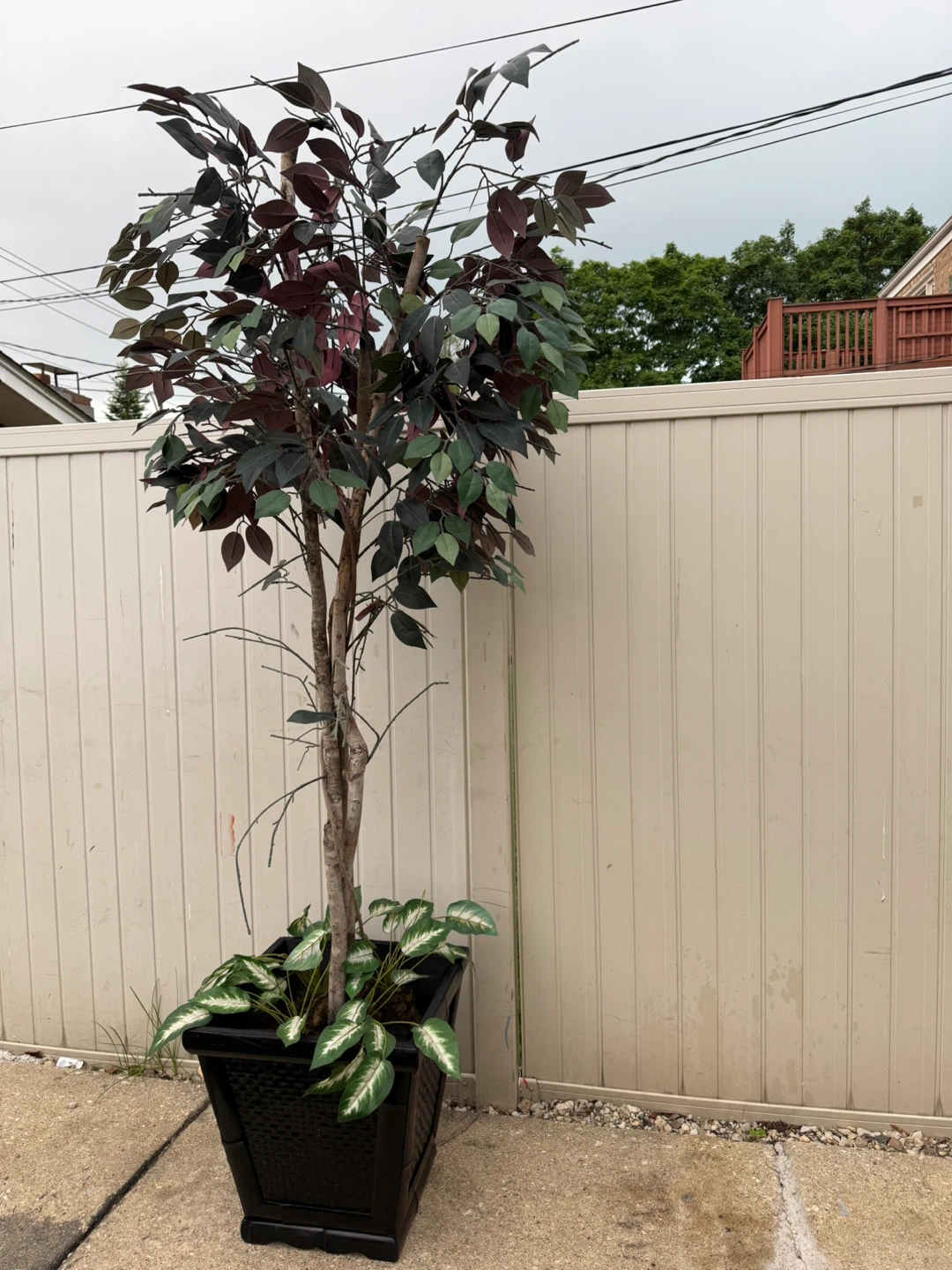Artificial Ficus Tree in Black Planter - photo 4