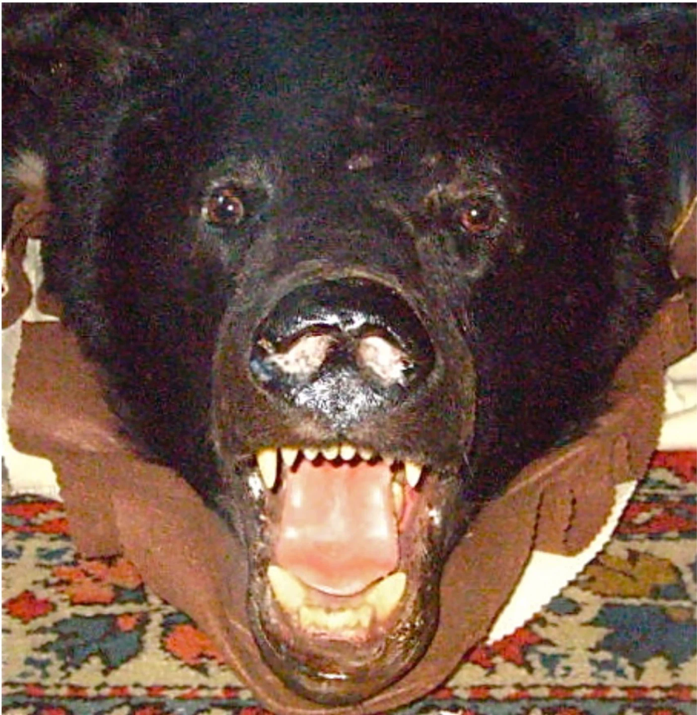 Bear skin rug. - photo 2