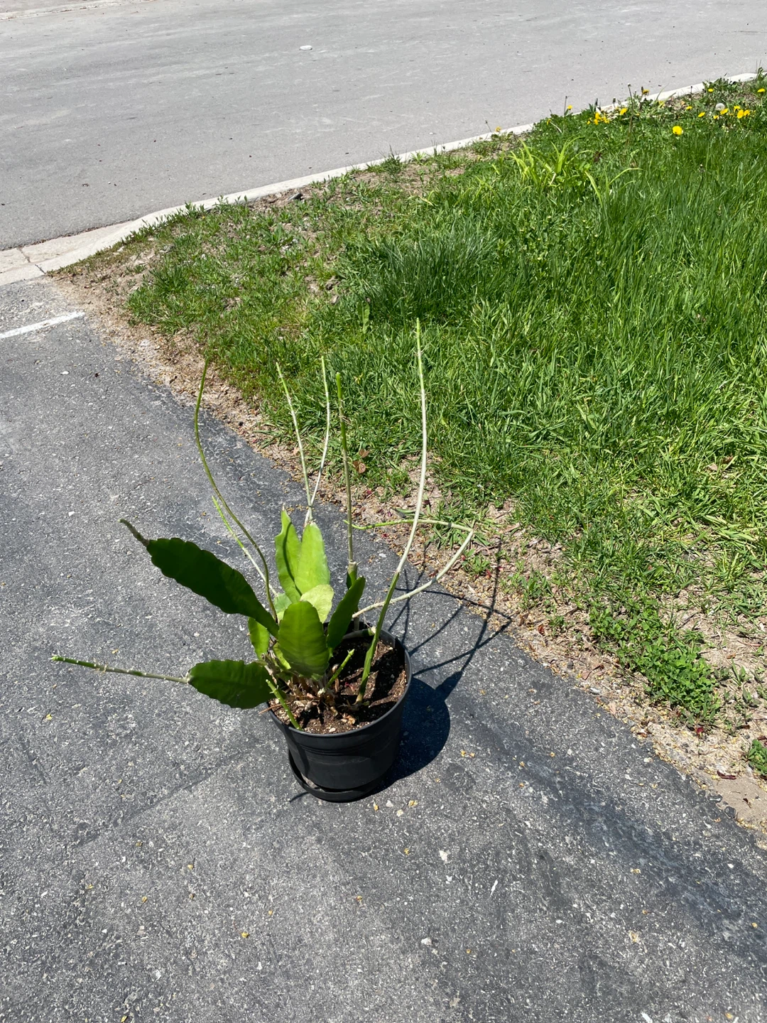 Potted Plant